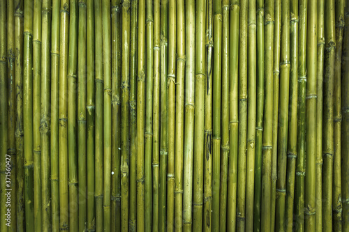 green bamboo wood texture for defence garden wall