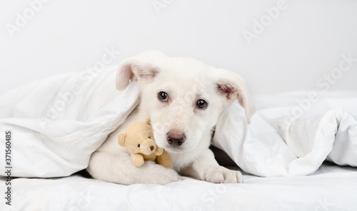 Sad puppy lies under white blanket on a bed at home, hugs favorite toy bear and looks at camera