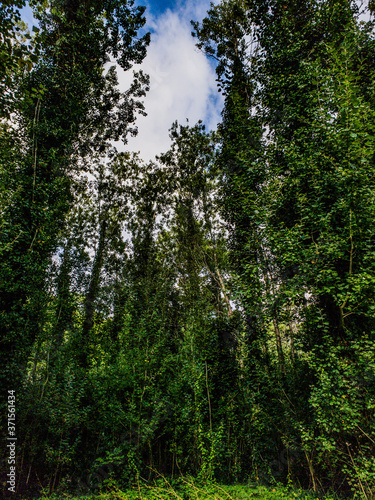 trees in the forest © Pablo