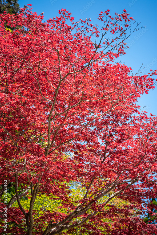 Colorful trees with beautiful red leaves foliage during the Momiji autumn season in Japan Colorful trees with beautiful red leaves foliage during the Momiji autumn season in Japan
