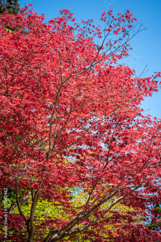 Colorful trees with beautiful red leaves foliage during the Momiji autumn season in Japan