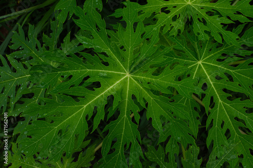 Fresh and green leaves Natural backgrounds.lowkey shot concept.