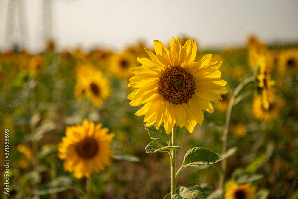 Fototapeta premium close-up of a sunflower standing in a field of sunflowers and the sky is blue