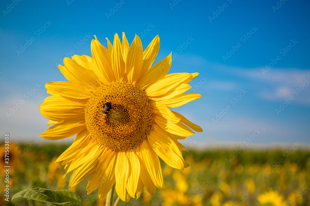 close-up of a sunflower standing in a field of sunflowers and the sky is blue close-up of a sunflower standing in a field of sunflowers and the sky is blue