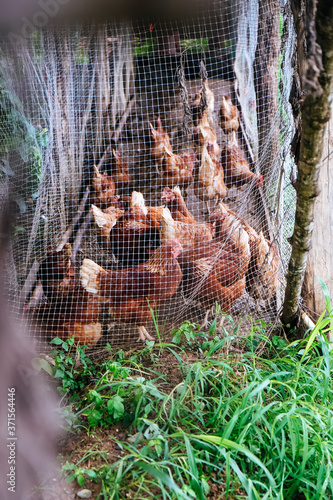 farm animals, Chickens on traditional free range poultry farm in Pua district, Nan province, Thailand