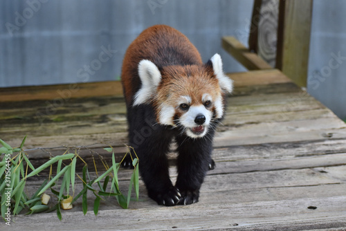 レッサーパンダ photo