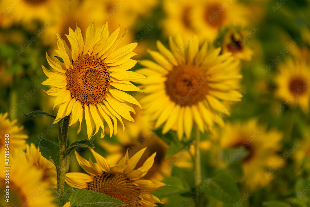 many yellow sunflowers stand in one field of sunflowers many yellow sunflowers stand in one field of sunflowers