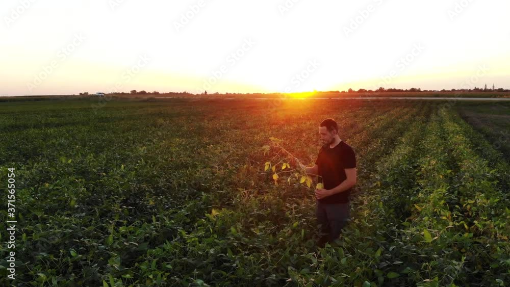Agronomist farmer in soybean sunset field aerial Agronomist farmer in soybean sunset field aerial