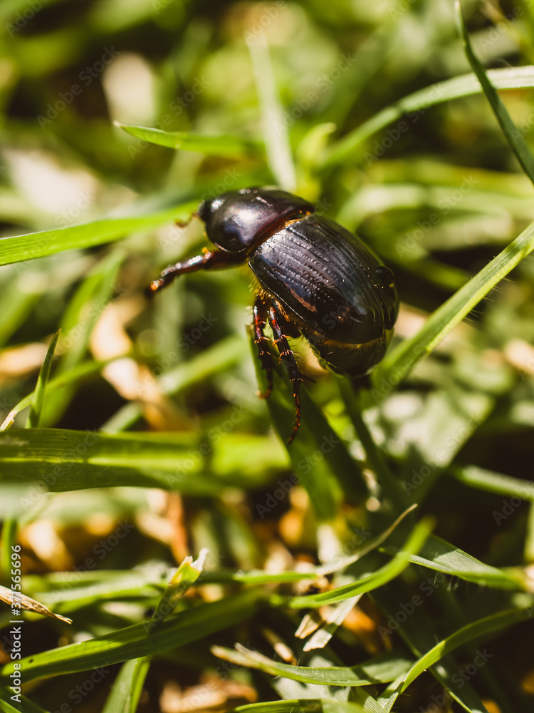 Beetle on the grass Beetle on the grass