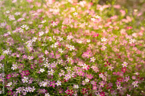 pastel color flower background