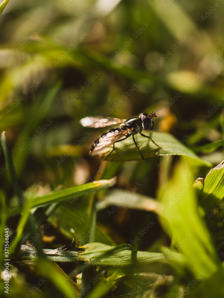 Insect on the grass Insect on the grass