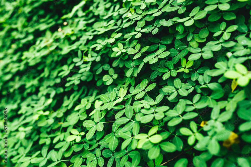 Green leaves pattern background, Natural background and wallpaper Green leaves pattern background, Natural background and wallpaper
