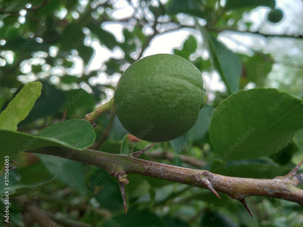 Green lemons, limes on a tree. Growing food in orchard, garden background 
