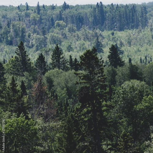 View of forests on the Baldy Mountain Hiking Trail in Duck Mountain Provincial Park, Manitoba, Canada