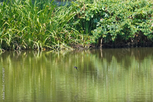 swallow in flight