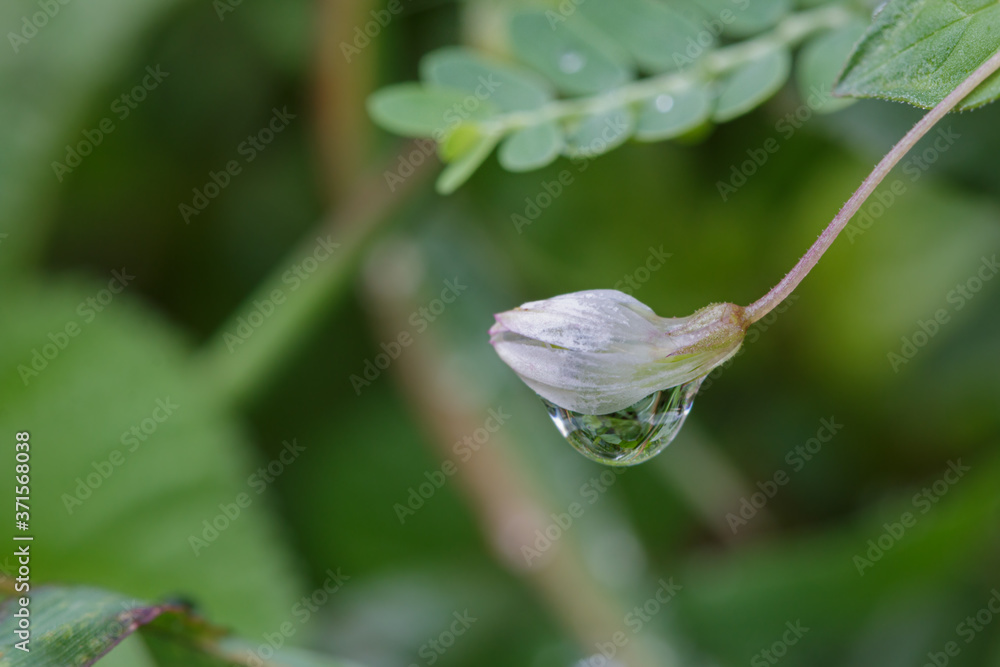 Flower grass with raindrops in the morning used as background ,with copy space Flower grass with raindrops in the morning used as background ,with copy space