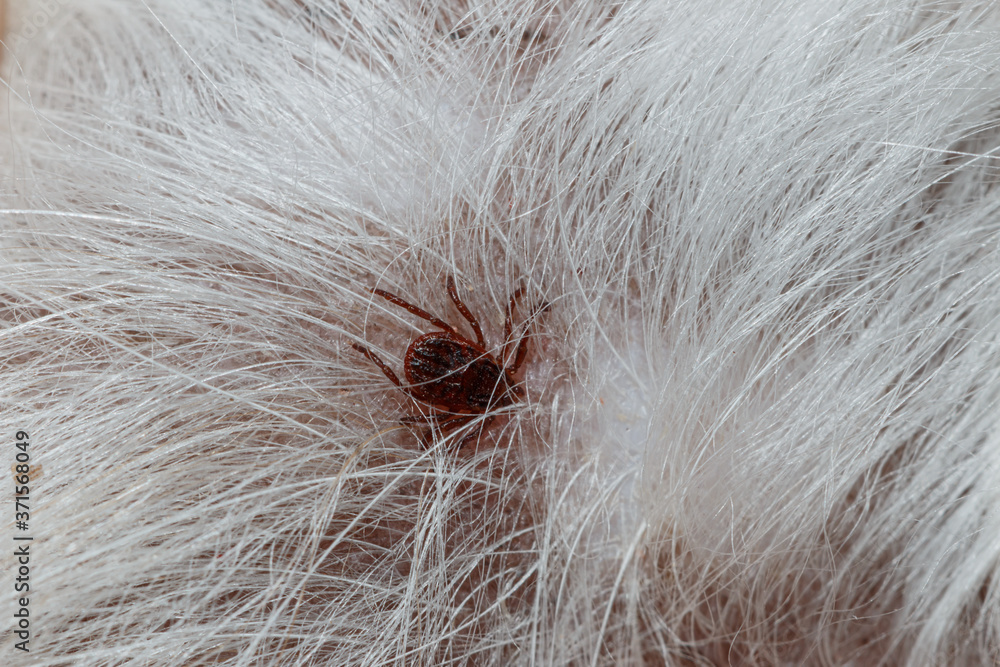 Ticks that are sucking blood on dogs with white hair Stock Photo ...