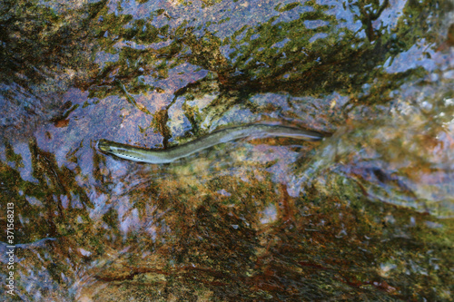 A lamprey sucks on a rock to hold it in place in a fast-flowing freshwater river