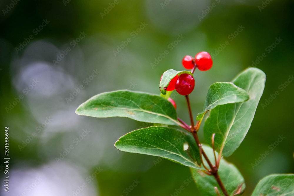Wild red inedible berries on green branches of trees large-natural background Wild red inedible berries on green branches of trees large-natural background
