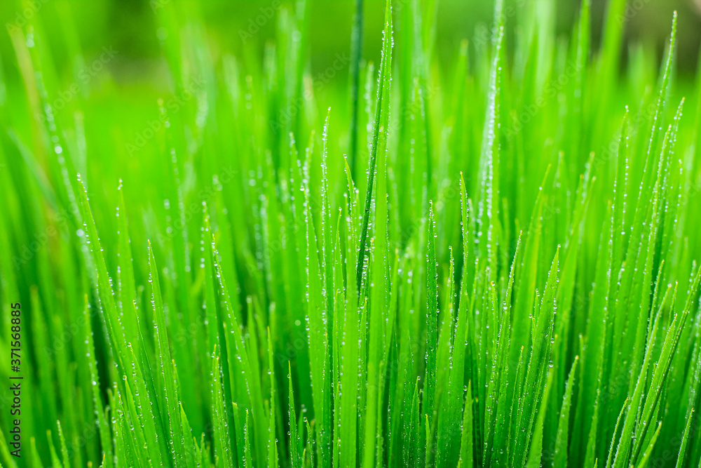 Naklejka premium Transparent drops of water dew on grass close up.Natural green background. water drops on the green grass for wallpaper. Chandpur, Bangladesh / 2020.