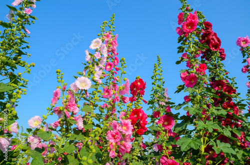 Alcea rosea (Hollyhock) garden