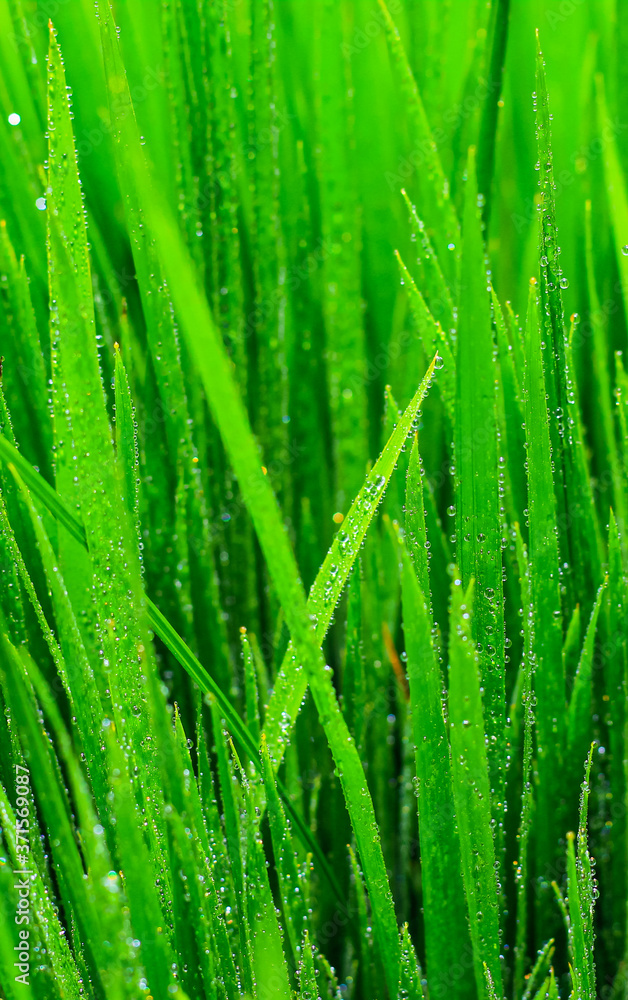 Fototapeta premium Transparent drops of water dew on grass close up.Natural green background. water drops on the green grass for wallpaper. Chandpur, Bangladesh / 2020.