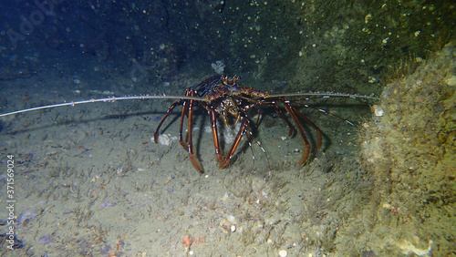 Foto Big Lobster in Maja Cave at PhiPhi island