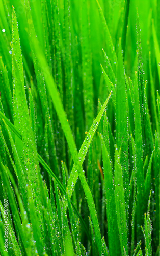 Transparent drops of water dew on grass close up.Natural green background. water drops on the green grass for wallpaper. Chandpur, Bangladesh / 2020.