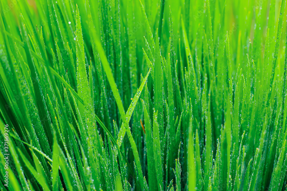 Transparent drops of water dew on grass close up.Natural green background. water drops on the green grass for wallpaper. Chandpur, Bangladesh / 2020. Transparent drops of water dew on grass close up.Natural green background. water drops on the green grass for wallpaper. Chandpur, Bangladesh / 2020.