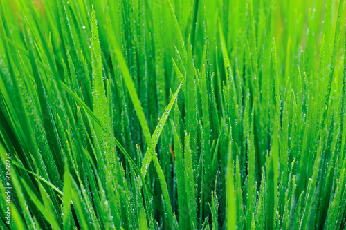 Transparent drops of water dew on grass close up.Natural green background. water drops on the green grass for wallpaper. Chandpur, Bangladesh / 2020.