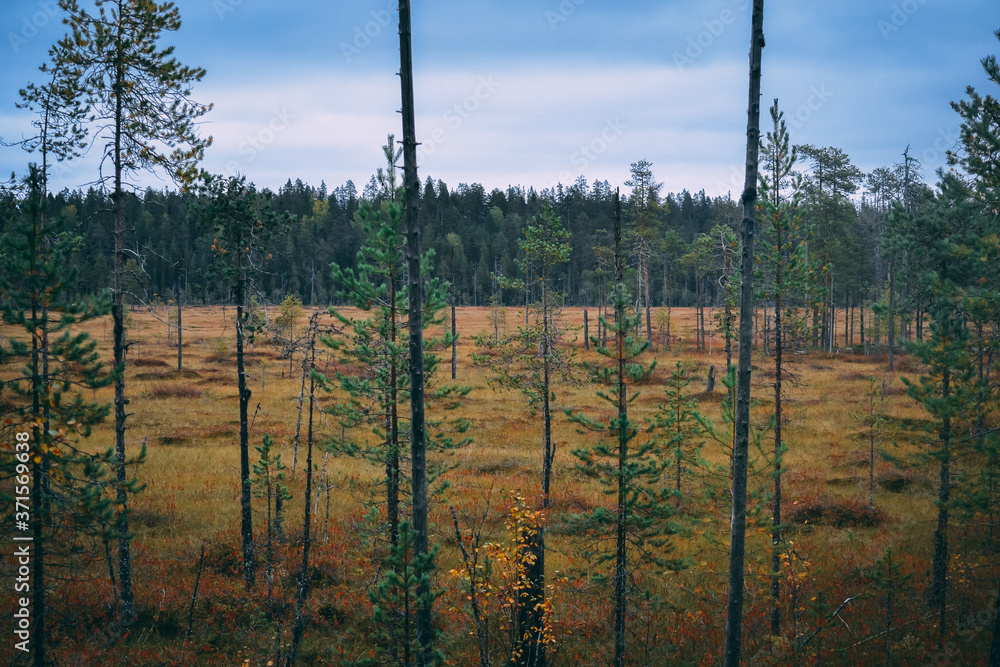 Autumn in Finlands Nationalpark Autumn in Finlands Nationalpark