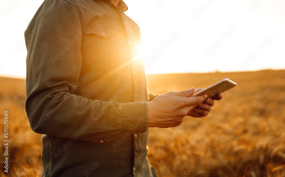 Farmer in a sterile mask with a tablet in their hands in a wheat field at sunset. Agro business. Agriculture and harvesting concept.