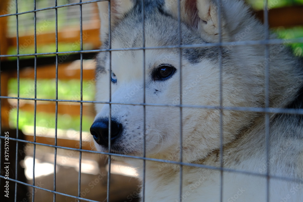 Siberian husky kennel. Dogs sit in cages behind iron bars. Stock Photo