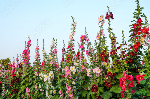 Alcea rosea or Hollyhock 