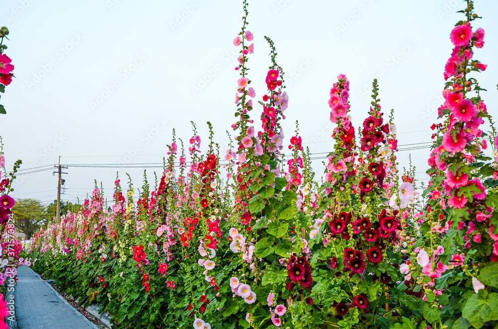 Alcea rosea or Hollyhock Alcea rosea or Hollyhock
