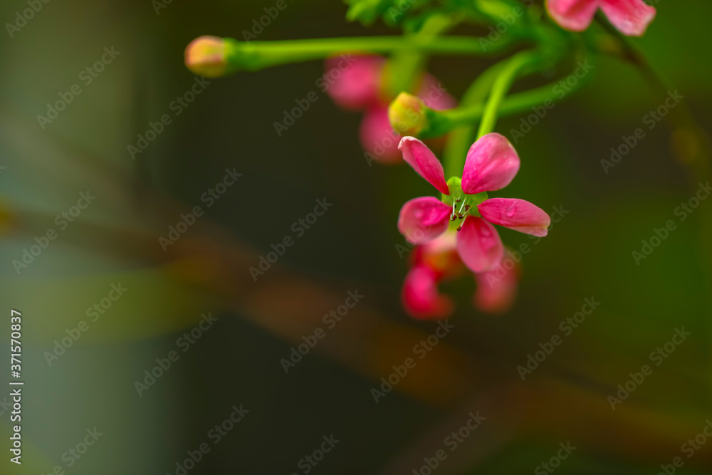 Obraz premium small red and pink flowers on green background, selective focus