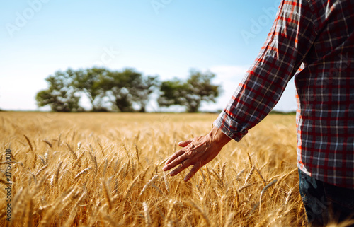 Farmer with his back to the viewer In a field of wheat touched by the hand of spikes In the sunset light. Agricultural growth and farming business concept. 