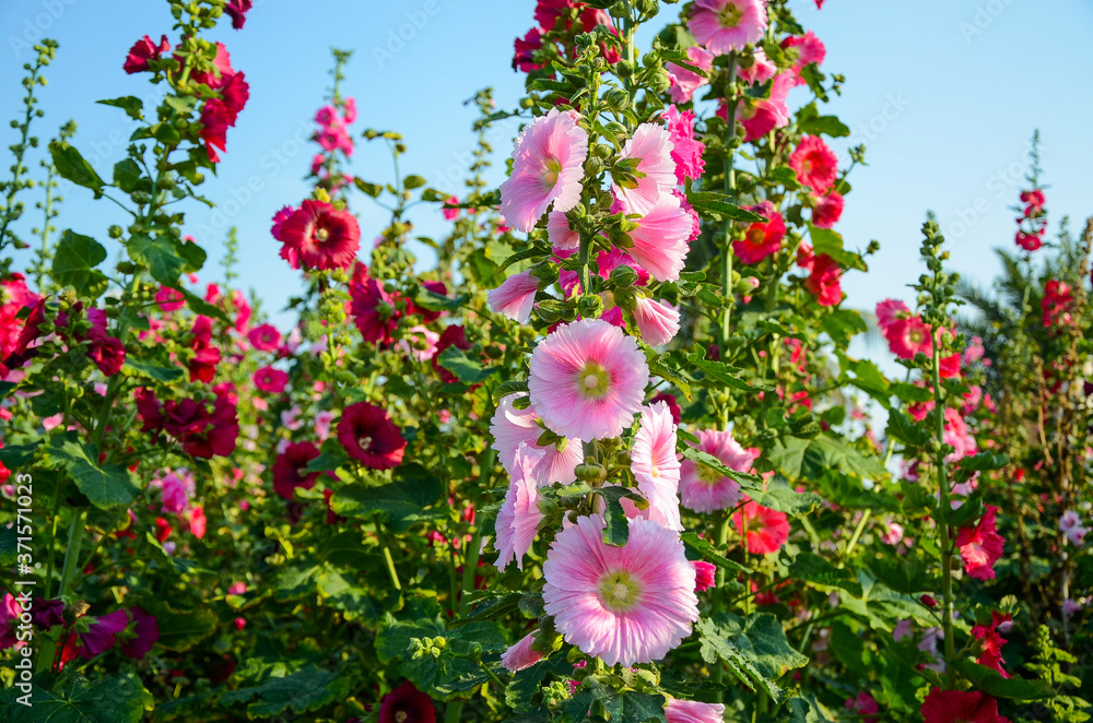 Alcea rosea or Hollyhock Alcea rosea or Hollyhock