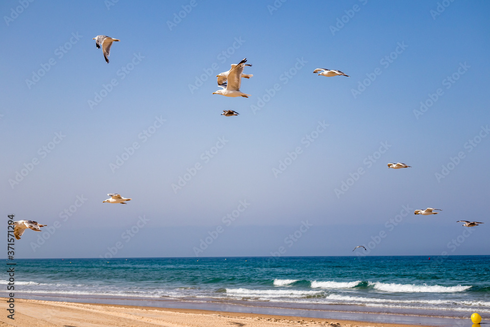 Seagulls flying over the Barrosa beach in Sancti Petri, Cadiz Seagulls flying over the Barrosa beach in Sancti Petri, Cadiz