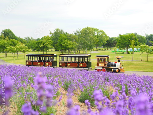 北海道の風景 サッポロさとらんど ラベンダーとSLバス