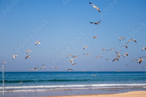 Seagulls flying over the Barrosa beach in Sancti Petri, Cadiz