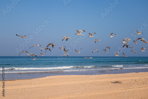 Seagulls flying over the Barrosa beach in Sancti Petri, Cadiz