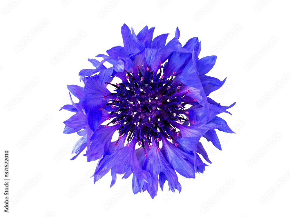 ヤグルマギクの花 切り抜き ヤグルマギクの花 切り抜き