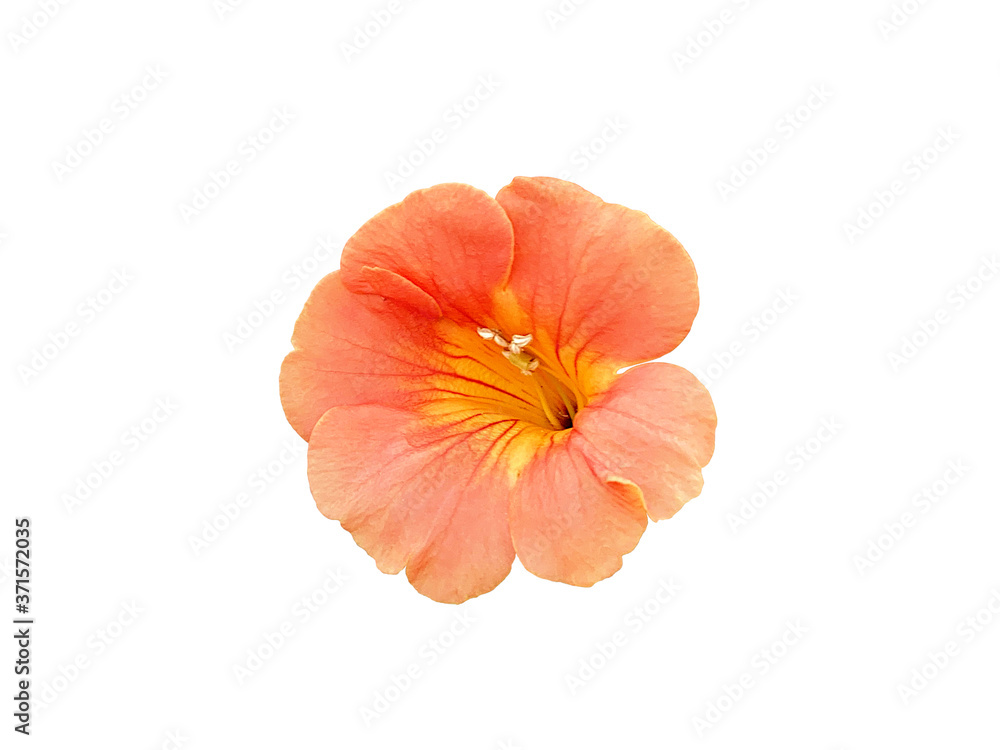 ノウゼンカズラの花　切り抜き