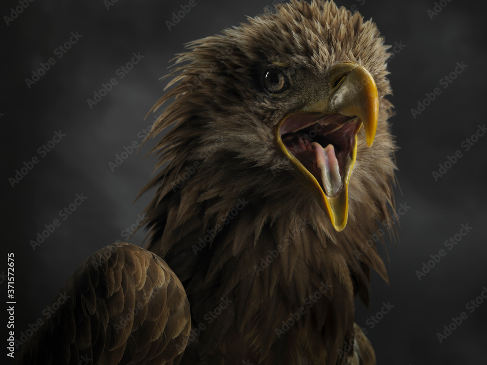 Fototapeta premium Close-up of the muzzle of a white tailed eagle