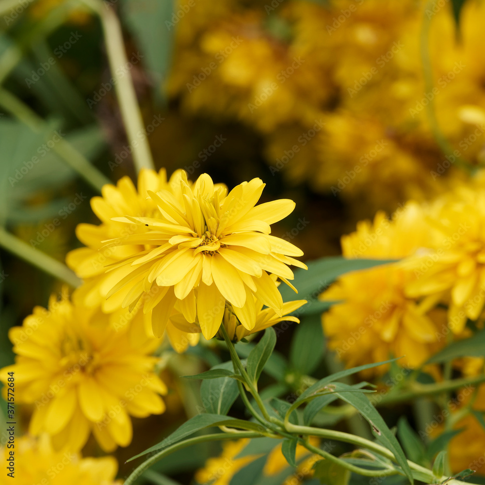(Rudbeckia laciniata 'Goldball') Fleurs jaunes de Rudbéckies laciniées en forme de pompons sur tiges érigées et retombantes aux feuilles alternes, découpées et dentées (Rudbeckia laciniata 'Goldball') Fleurs jaunes de Rudbéckies laciniées en forme de pompons sur tiges érigées et retombantes aux feuilles alternes, découpées et dentées