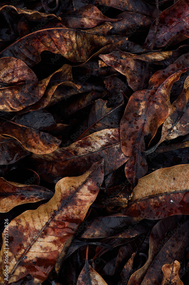 Vivid colorful of fallen leaves after the rain Vivid colorful of fallen leaves after the rain