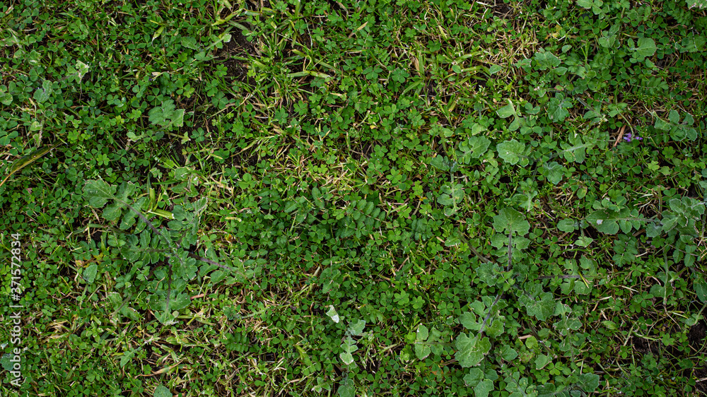 Obraz premium grass texture