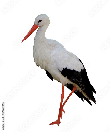Foto White stork isolated on white background.