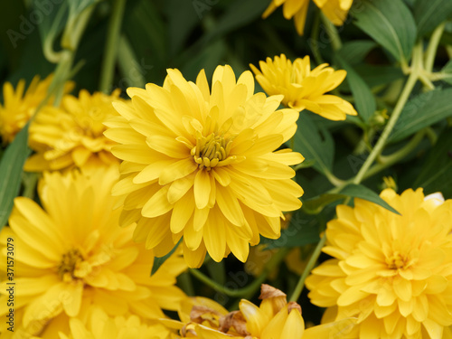 Rudb  ckies lacini  es  Goldball   Rudbeckia laciniata  aux fleurs doubles jaune lumineux aux ligules retombantes dans un feuillage vert glabre d  coup   et dent   